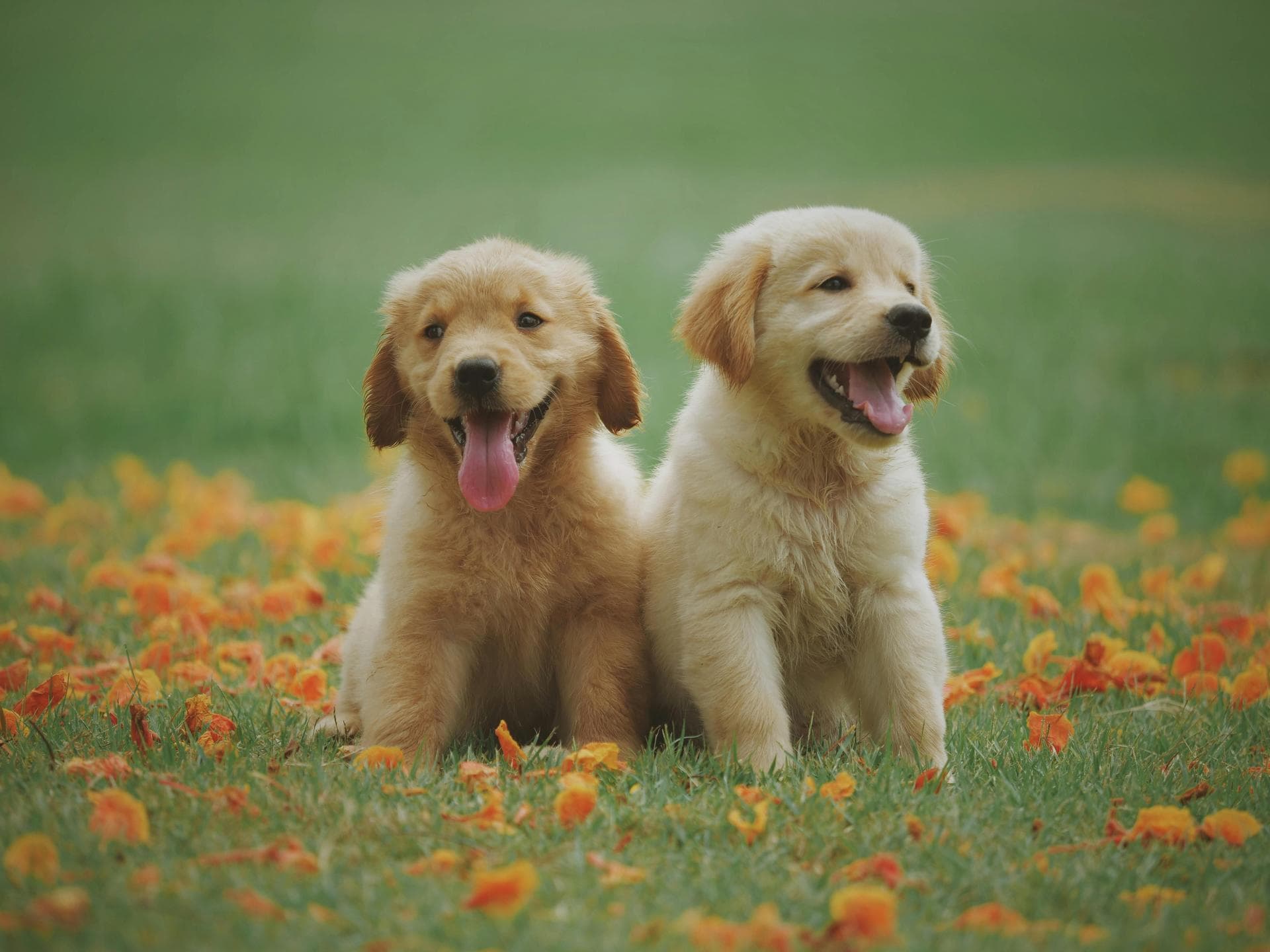 Dog & Cat Vets in Dundalk