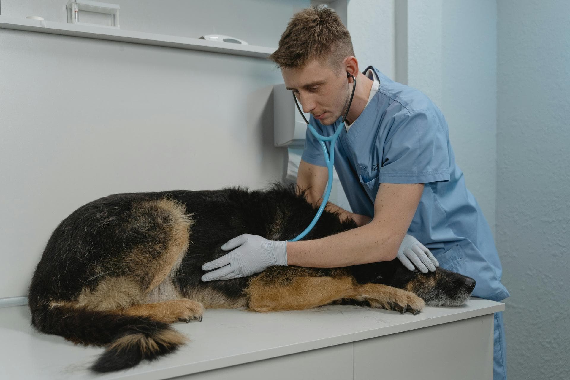Emergency Vets in Dundalk